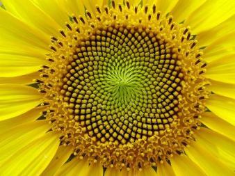 sunflower_2