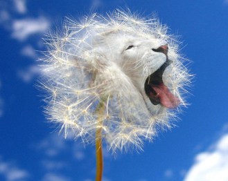 dandelion_by_megan_griffith-d4iyibw